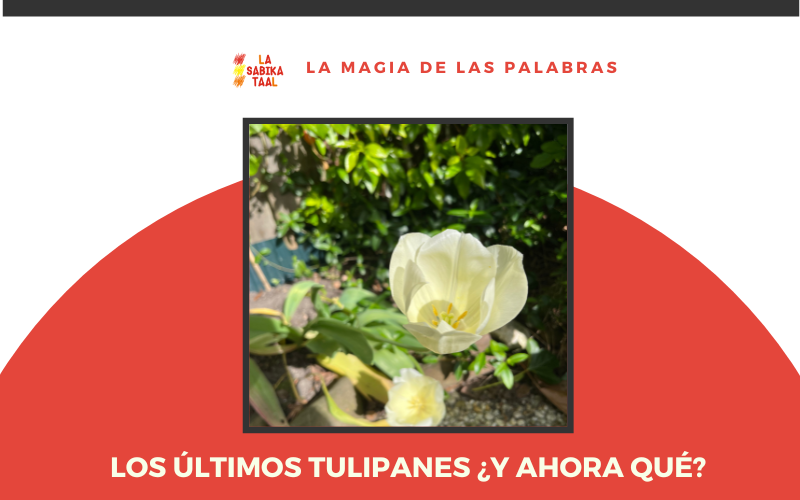 Los últimos tulipanes ¿y ahora qué?
